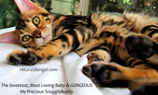 !4Karat Bengal Kitten Raja - owned by Samantha, Scottsdale - Follow on Instagram @ rajathebengal