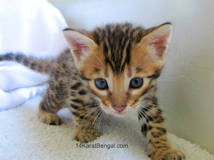 !4Karat Bengal Kitten Raja - owned by Christi - Tucson, AZ - Top Quality Bengal Cats & Kittens for Sale in AZ