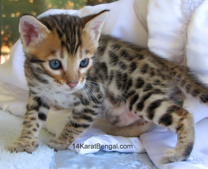 !4Karat Bengal Kitten Raja - owned by Christi - Tucson, AZ - Top Quality Bengal Cats & Kittens for Sale in AZ