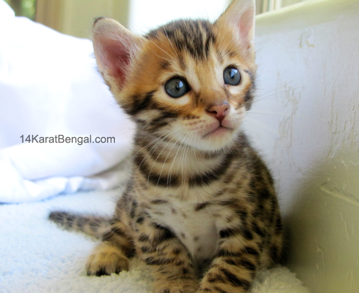 !4Karat Bengal Kitten Raja - owned by Christi - Tucson, AZ - Top Quality Bengal Cats & Kittens for Sale in AZ