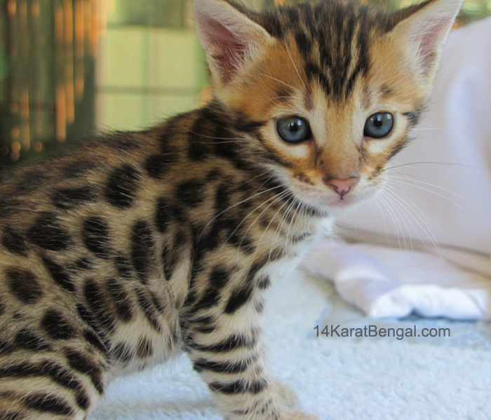 !4Karat Bengal Kitten Raja - owned by Christi - Tucson, AZ - Top Quality Bengal Cats & Kittens for Sale in AZ