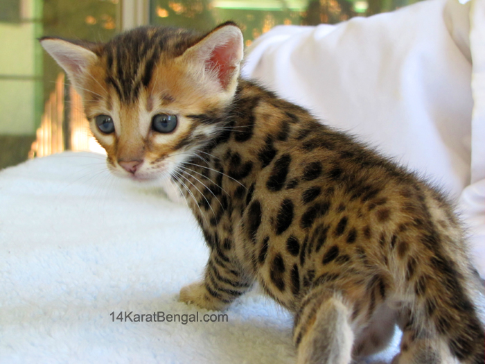 !4Karat Bengal Kitten Raja - owned by Christi - Tucson, AZ - Top Quality Bengal Cats & Kittens for Sale in AZ
