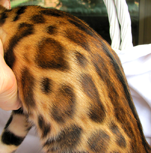 14Karat Bengal Top Quality Kitten For Sale in AZ - 14Karat Bengal Akila owned by Amy in Utah