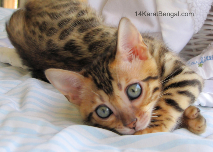 14Karat Bengal Top Quality Kitten For Sale in AZ - 14Karat Bengal Akila owned by Amy in Utah 14Karat Bengal Kitten Available