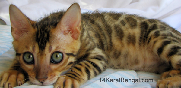 14Karat Bengal Top Quality Kitten Bengal Kittens For Sale in AZ - 14Karat Bengal Akila owned by Amy in Utah