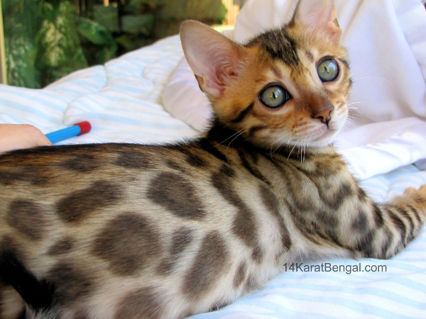 Bengal Kittens for Sale, Healthy, Top Quality Bengal ...