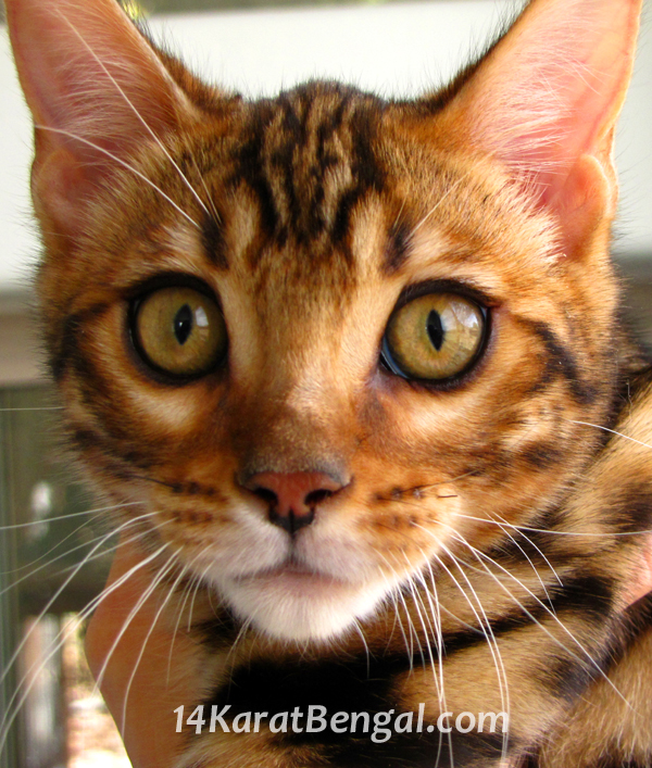 !4Karat Bengal Kitten Jordan - owned by Lucy - Prescott, AZ - Top Quality Bengal Cats & Kittens for Sale in AZ