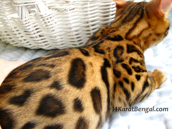 !4Karat Bengal Kitten Jordan - owned by Lucy - Prescott, AZ - Top Quality Bengal Cats & Kittens for Sale in AZ