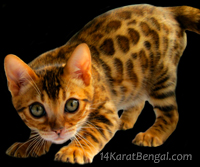 orange bengal kittens for sale