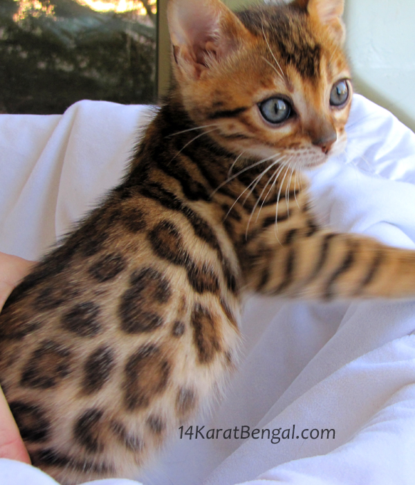 orange bengal kittens for sale