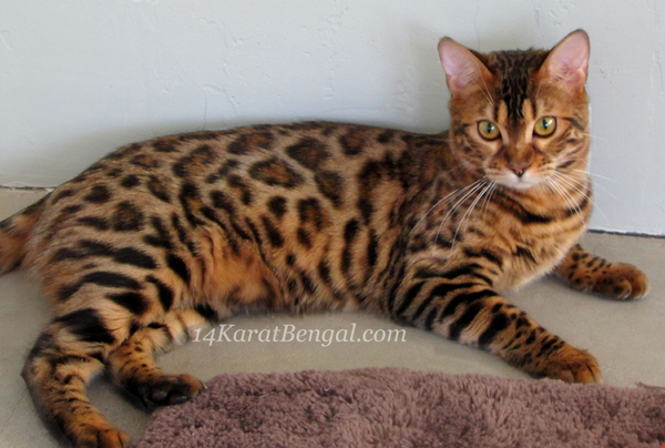 !4Karat Bengal Kitten KaShamii - owned by Don & LaDonna, Phoenix, AZ