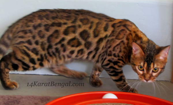!4Karat Bengal Kitten KaShamii - owned by Don & LaDonna, Phoenix, AZ