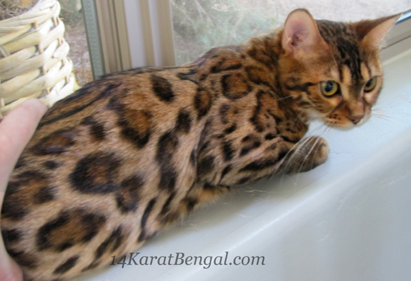 !4Karat Bengal Kitten KaShamii - owned by Don & LaDonna, Phoenix AZ