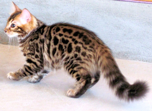 14Karat Bengal Cashmere Bengal Kitten Megara