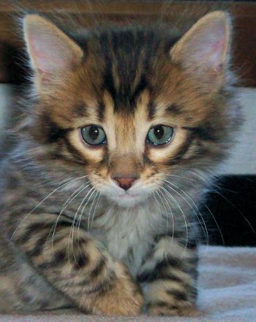 14Karat Bengal Cashmere Bengal Kitten Miloh