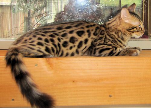 14Karat Bengal Cashmere Bengal Cat Mishka - Very wild looking Cashmere