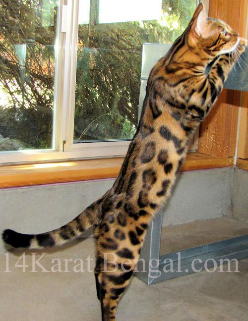 14Karat Bengal Stud Kashima