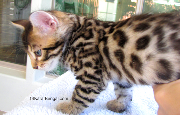 14Karat Bengal Top Quality Cashmere Kitten / Long Haired Bengal Kittens For Sale in AZ