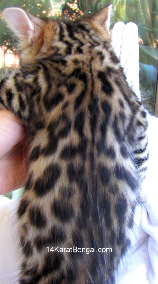 14Karat Bengal Top Quality Cashmere Kitten / Long Haired Bengal Kittens For Sale in AZ