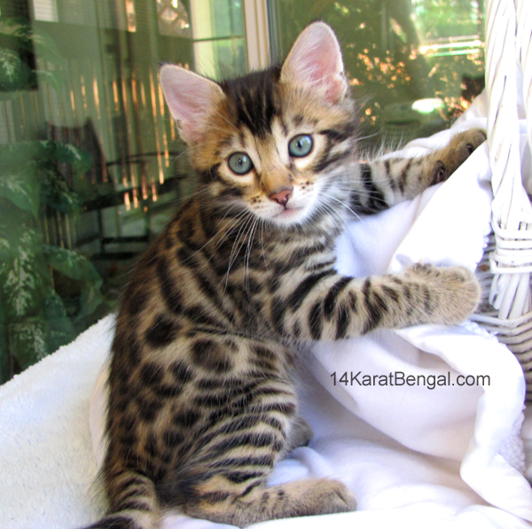 14Karat Bengal Top Quality Cashmere Kitten / Long Haired Bengal Kittens For Sale in AZ