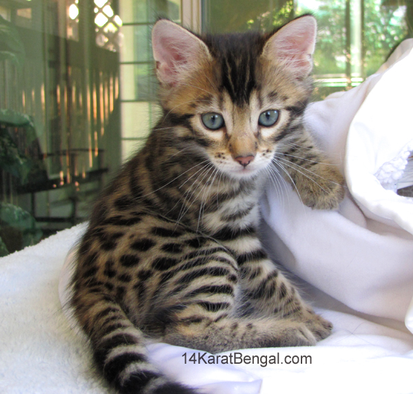 14Karat Bengal Top Quality Cashmere Kitten / Long Haired Bengal Kittens For Sale in AZ