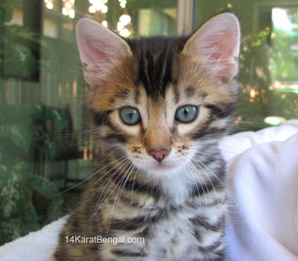 14Karat Bengal Top Quality Cashmere Kitten / Long Haired Bengal Kittens For Sale in AZ