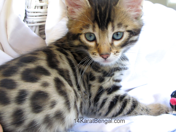 14Karat Bengal Top Quality Cashmere Kitten / Long Haired Bengal Kittens For Sale in AZ