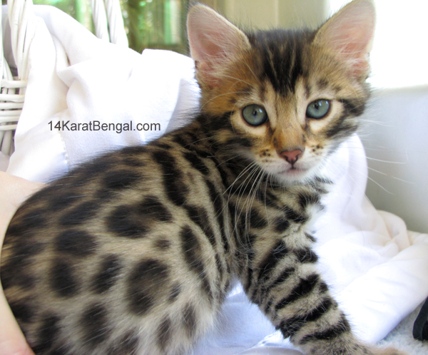 14Karat Bengal Top Quality Cashmere Kitten / Long Haired Bengal Kittens For Sale in AZ