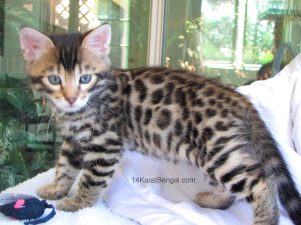 14Karat Bengal Top Quality Cashmere Kitten / Long Haired Bengal Kittens For Sale in AZ