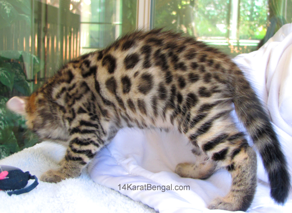 14Karat Bengal Top Quality Cashmere Kitten / Long Haired Bengal Kittens For Sale in AZ