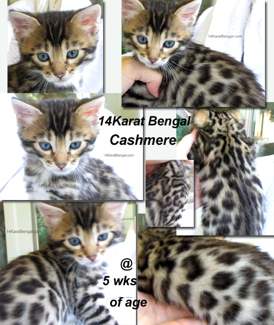 14Karat Bengal Top Quality Cashmere Kitten / Long Haired Bengal Kittens For Sale in AZ