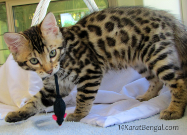 14Karat Bengal Cashmere Bengal Kitten Megara