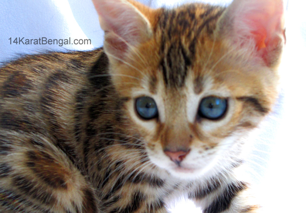 !4Karat Bengal Kitten Sired by Sakima, Amazing Tri-Colored Rosetted Bengal - Gorgeous Wild Type