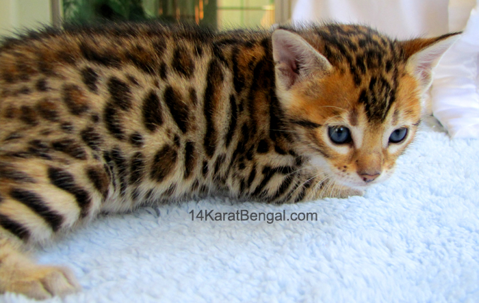 !4Karat Bengal Kitten Sired by Sakima, Amazing Tri-Colored Rosetted Bengal - Gorgeous Wild Type