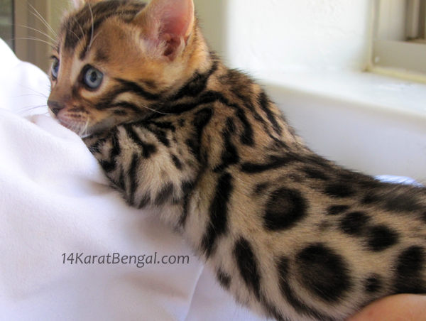 !4Karat Bengal Kitten Raja - owned by Samantha, Scottsdale AZ - Follow on Instagram @ rajathebengal