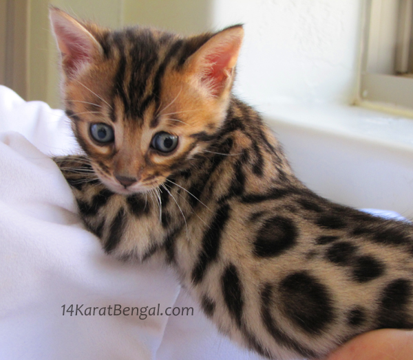 !4Karat Bengal Kitten Raja - owned by Samantha, Scottsdale AZ - Follow on Instagram @ rajathebengal