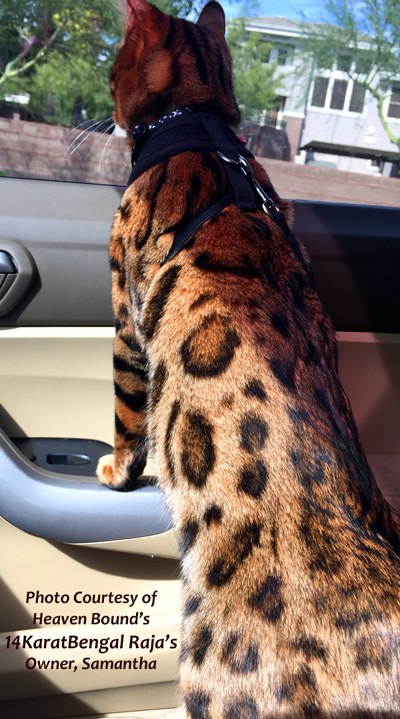 !4Karat Bengal Kitten Raja - owned by Samantha, Scottsdale AZ - Follow on Instagram @ rajathebengal
