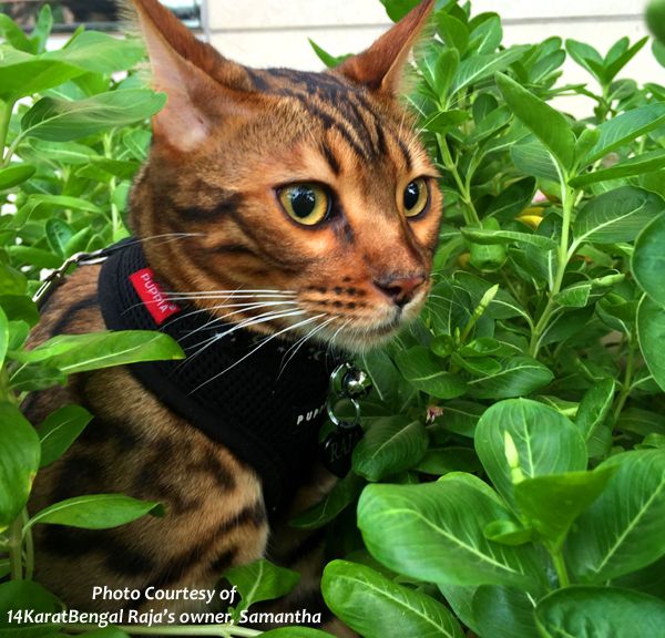 !4Karat Bengal Kitten Raja - owned by Samantha, Scottsdale AZ - Follow on Instagram @ rajathebengal