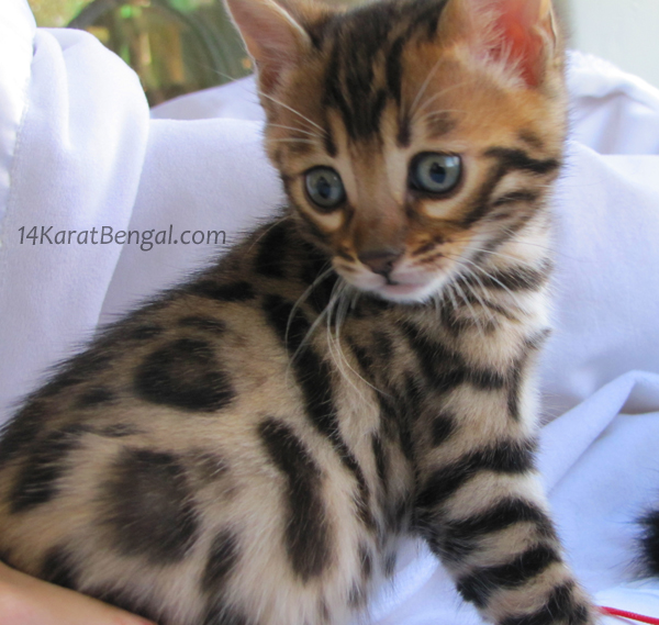 !4Karat Bengal Kitten Raja - owned by Samantha, Scottsdale - Follow on Instagram @ rajathebengal