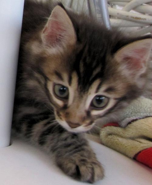 14Karat Bengal Cashmere Bengal Kitten Sammie