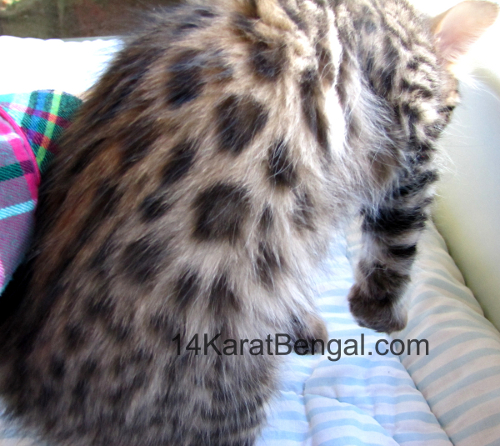 14Karat Bengal Top Quality Cashmere Kitten / Long Haired Bengal Kittens For Sale in AZ