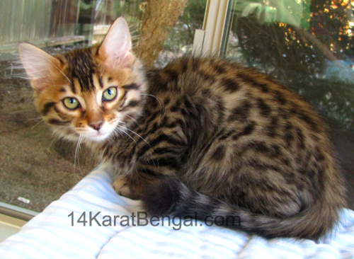 14Karat Bengal Top Quality Cashmere Kitten / Long Haired Bengal Kittens For Sale in AZ
