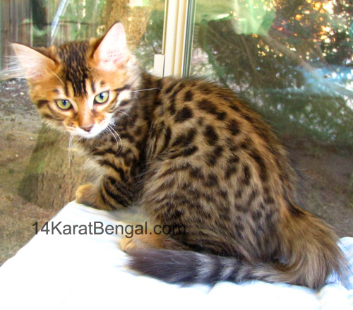 14Karat Bengal Top Quality Cashmere Kitten / Long Haired Bengal Kittens For Sale in AZ