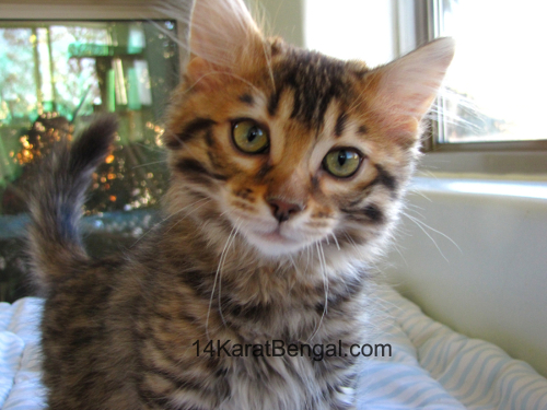 14Karat Bengal Top Quality Cashmere Kitten / Long Haired Bengal Kittens For Sale in AZ