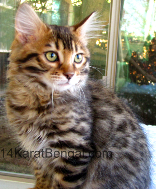 long haired bengal kittens