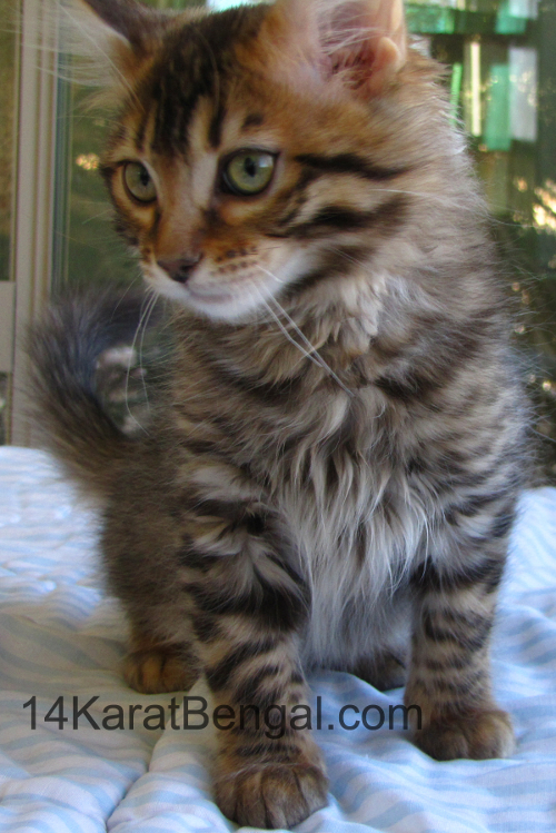 14Karat Bengal Top Quality Cashmere Kitten / Long Haired Bengal Kittens For Sale in AZ