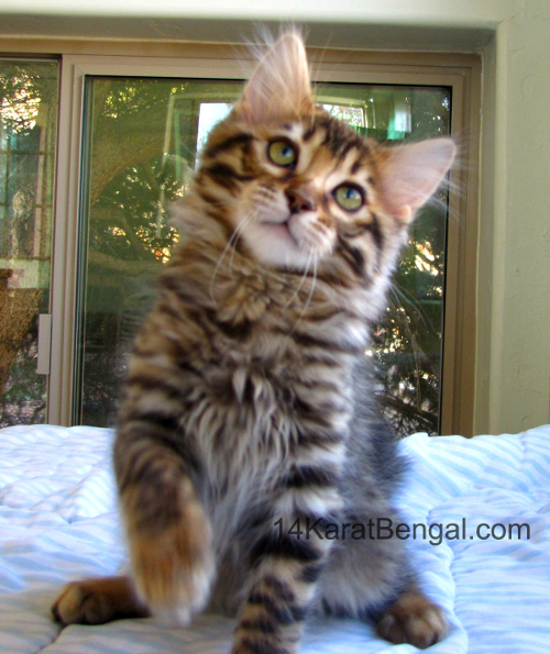 14Karat Bengal Top Quality Cashmere Kitten / Long Haired Bengal Kittens For Sale in AZ