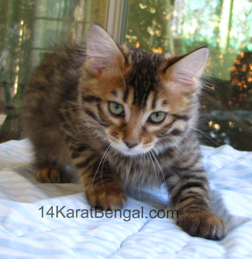 14Karat Bengal Top Quality Cashmere Kitten / Long Haired Bengal Kittens For Sale in AZ