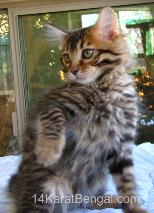 14Karat Bengal Top Quality Cashmere Kitten / Long Haired Bengal Kittens For Sale in AZ