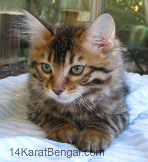 14Karat Bengal Top Quality Cashmere Kitten / Long Haired Bengal Kittens For Sale in AZ